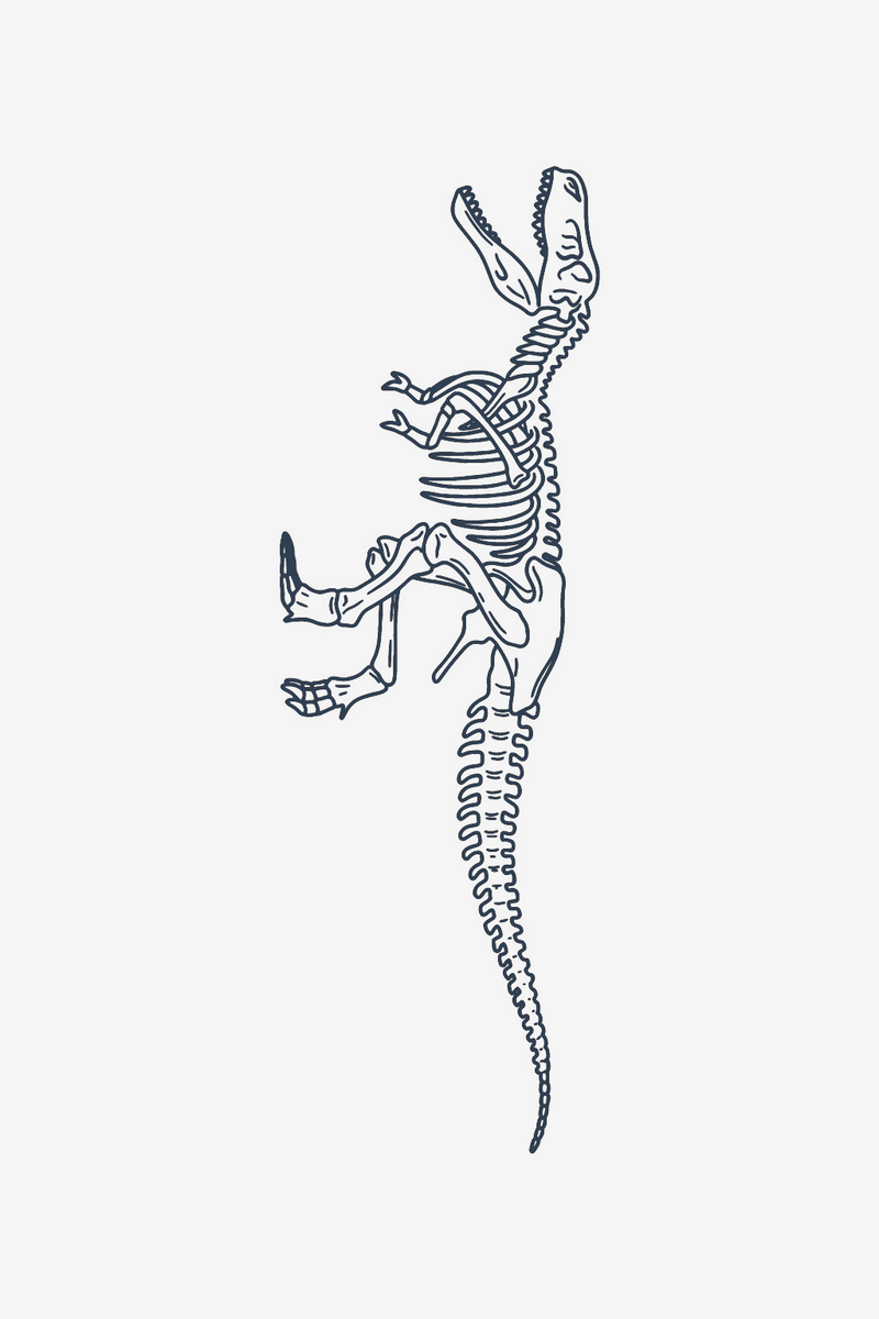 T-Rex-Skelett