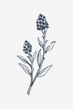 Wilde Blumen